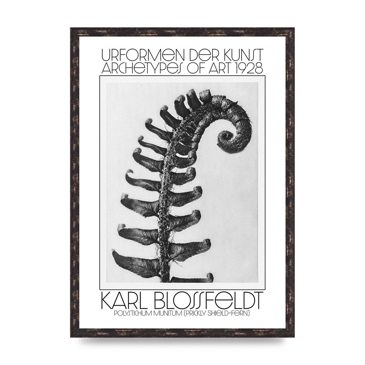 Karl Blossfeldt Urformen Der Kunst 1928 Polystichum Munitum Prickly Shield Fern Art For The Home - A2 framed
