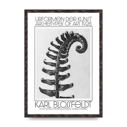 Karl Blossfeldt Urformen Der Kunst 1928 Polystichum Munitum Prickly Shield Fern Art For The Home - A2 framed