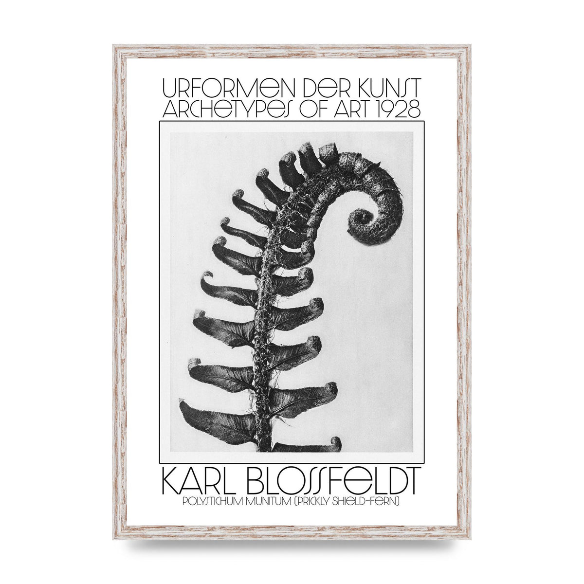 Karl Blossfeldt Urformen Der Kunst 1928 Polystichum Munitum Prickly Shield Fern Art For The Home - A2 framed