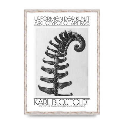 Karl Blossfeldt Urformen Der Kunst 1928 Polystichum Munitum Prickly Shield Fern Art For The Home - A2 framed
