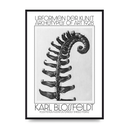 Karl Blossfeldt Urformen Der Kunst 1928 Polystichum Munitum Prickly Shield Fern Art For The Home - A2 framed