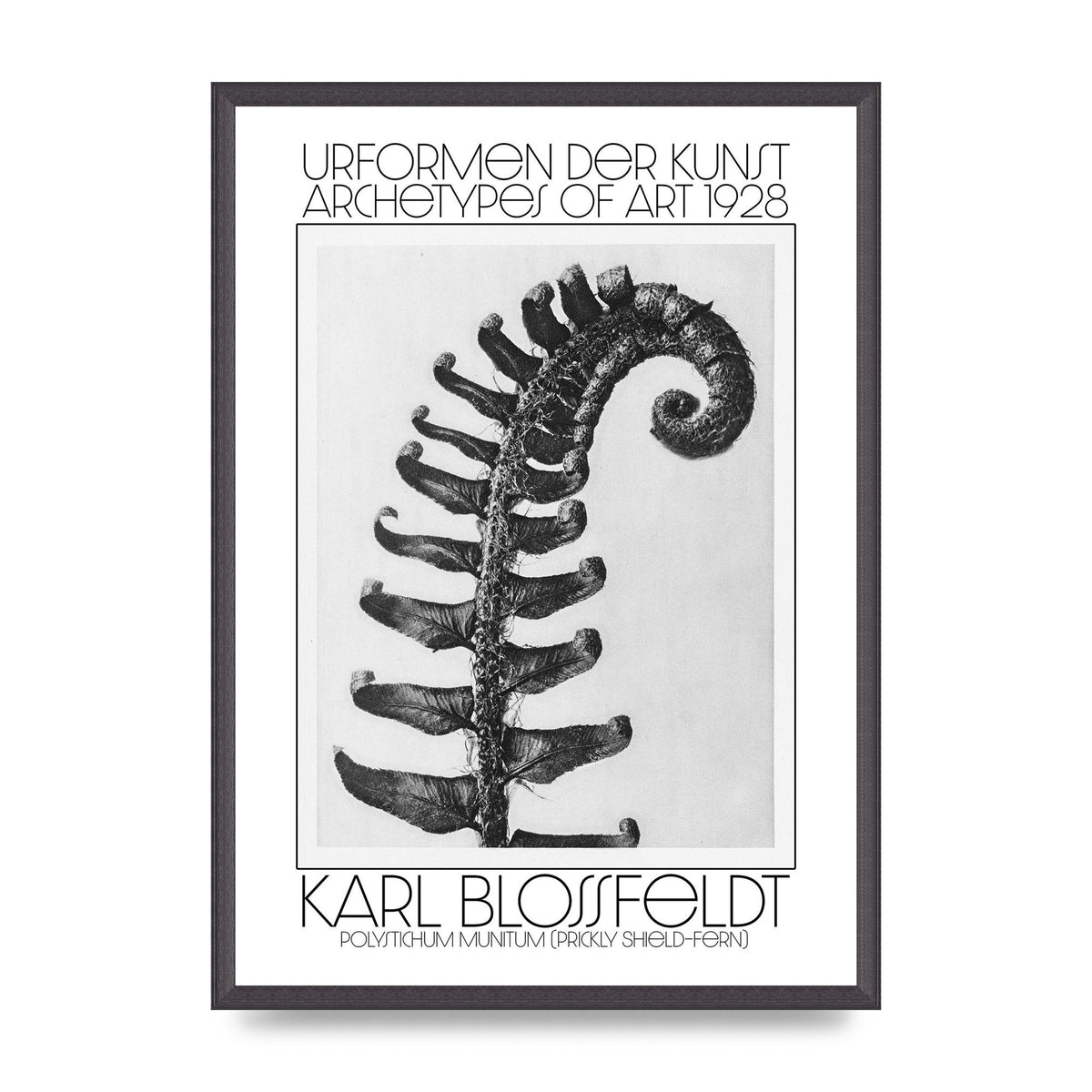 Karl Blossfeldt Urformen Der Kunst 1928 Polystichum Munitum Prickly Shield Fern Art For The Home - A2 framed