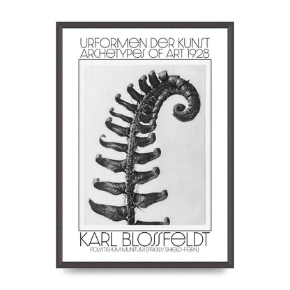 Karl Blossfeldt Urformen Der Kunst 1928 Polystichum Munitum Prickly Shield Fern Art For The Home - A2 framed