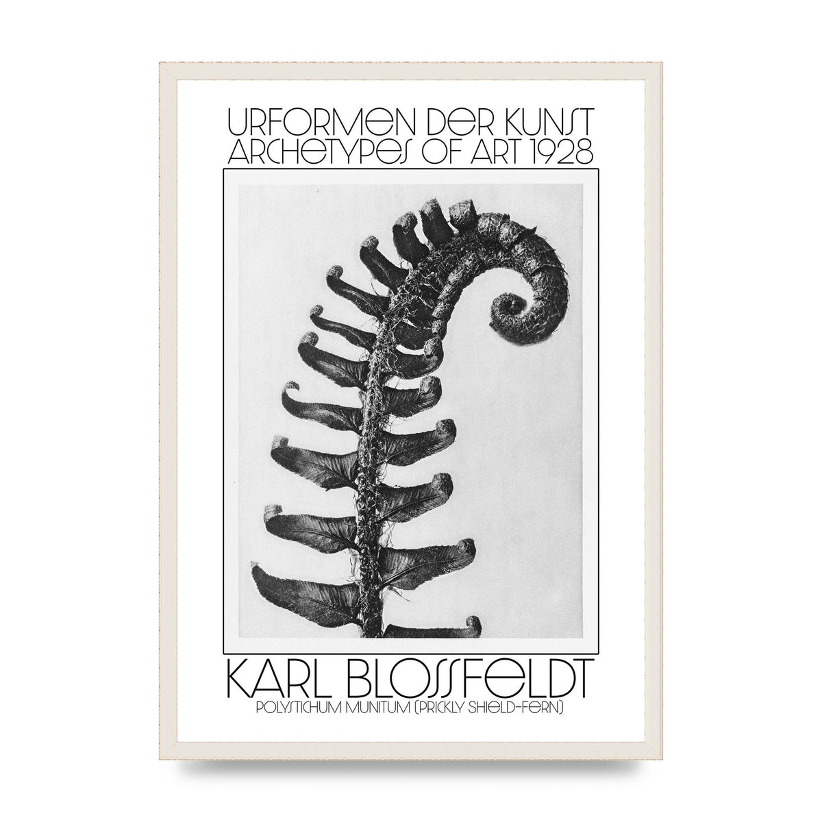 Karl Blossfeldt Urformen Der Kunst 1928 Polystichum Munitum Prickly Shield Fern Art For The Home - A2 framed