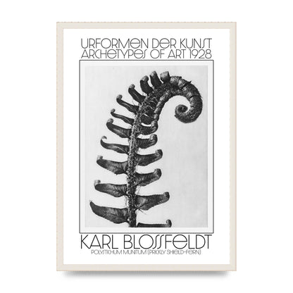 Karl Blossfeldt Urformen Der Kunst 1928 Polystichum Munitum Prickly Shield Fern Art For The Home - A2 framed