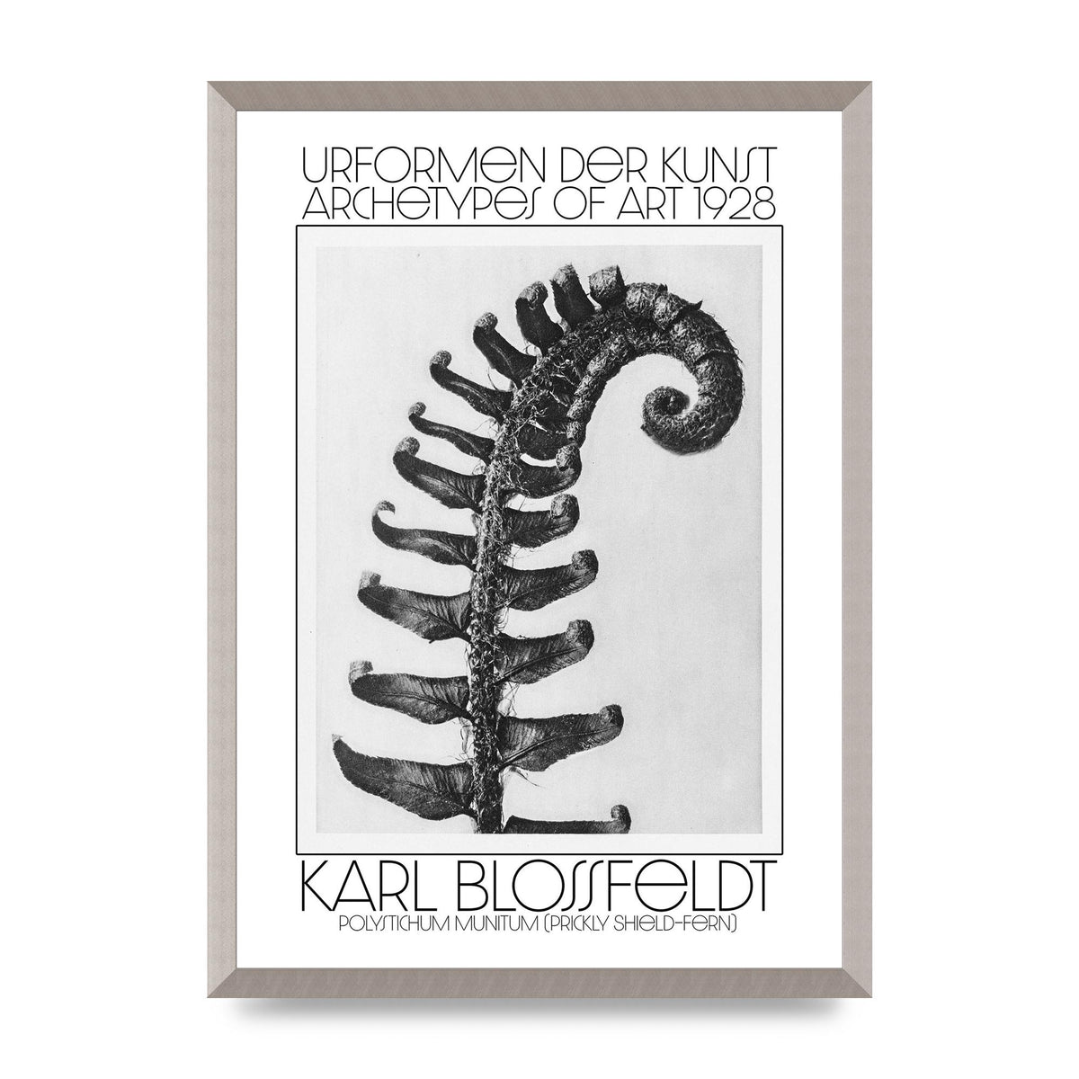 Karl Blossfeldt Urformen Der Kunst 1928 Polystichum Munitum Prickly Shield Fern Art For The Home - A2 framed