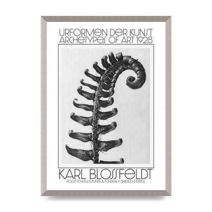 Karl Blossfeldt Urformen Der Kunst 1928 Polystichum Munitum Prickly Shield Fern Art For The Home - A2 framed