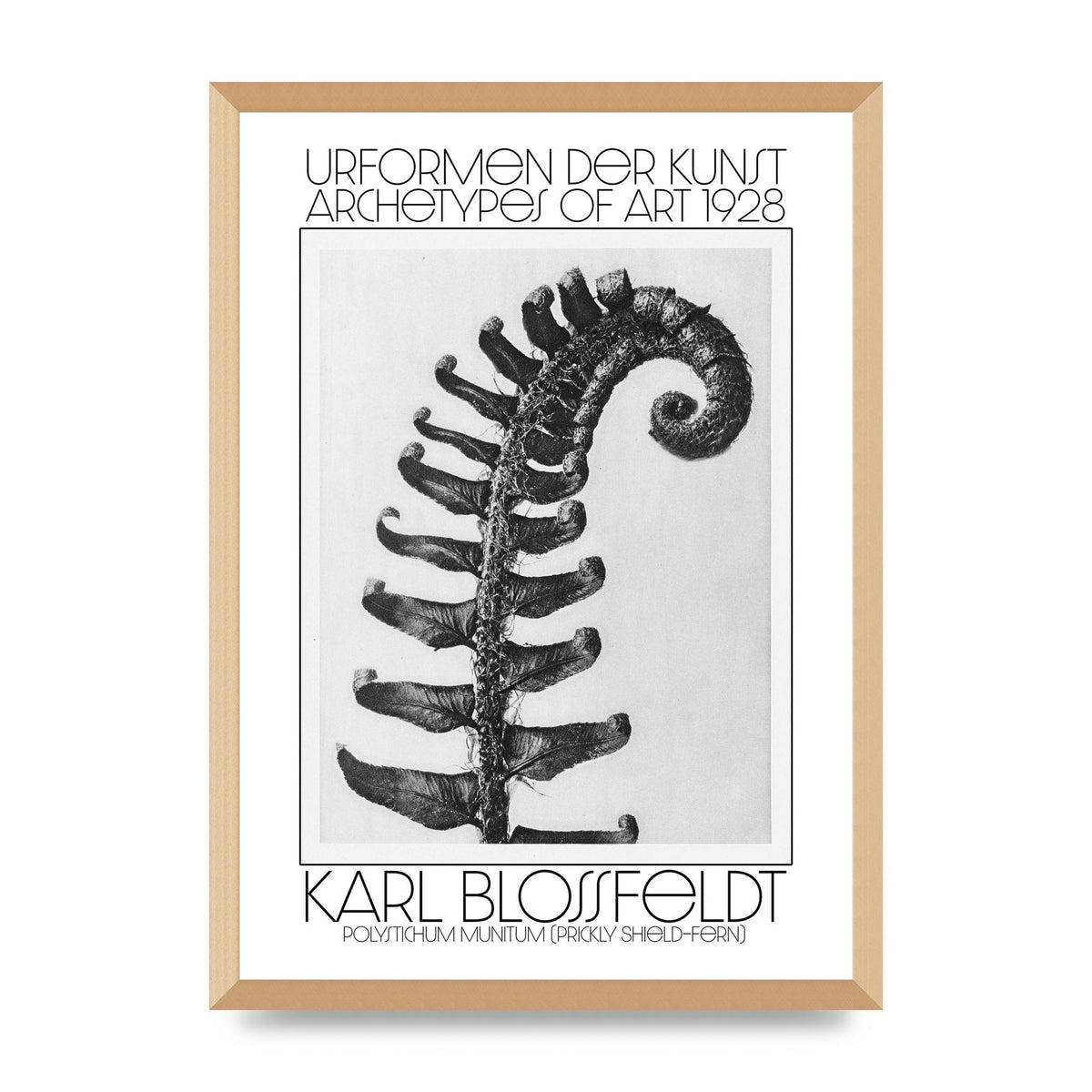 Karl Blossfeldt Urformen Der Kunst 1928 Polystichum Munitum Prickly Shield Fern Art For The Home - A2 framed