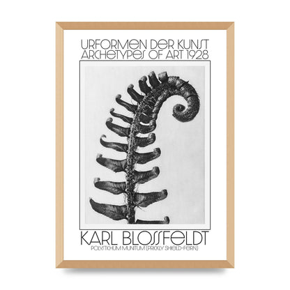 Karl Blossfeldt Urformen Der Kunst 1928 Polystichum Munitum Prickly Shield Fern Art For The Home - A2 framed