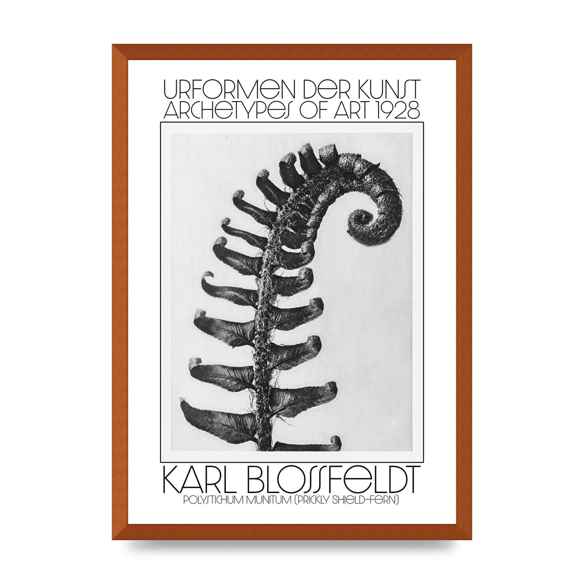 Karl Blossfeldt Urformen Der Kunst 1928 Polystichum Munitum Prickly Shield Fern Art For The Home - A2 framed
