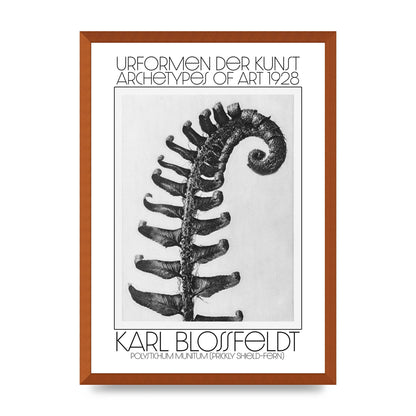 Karl Blossfeldt Urformen Der Kunst 1928 Polystichum Munitum Prickly Shield Fern Art For The Home - A2 framed