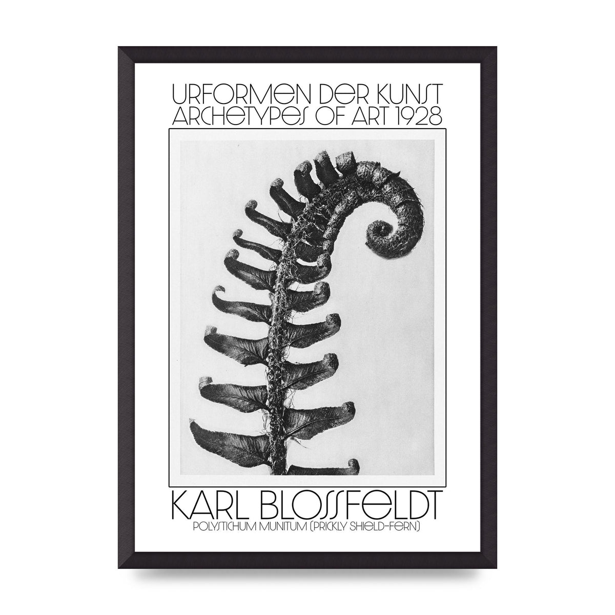 Karl Blossfeldt Urformen Der Kunst 1928 Polystichum Munitum Prickly Shield Fern Art For The Home - A2 framed