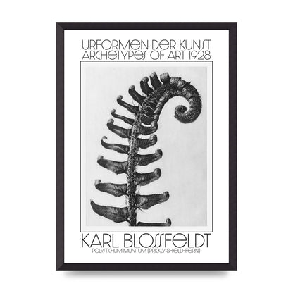 Karl Blossfeldt Urformen Der Kunst 1928 Polystichum Munitum Prickly Shield Fern Art For The Home - A2 framed