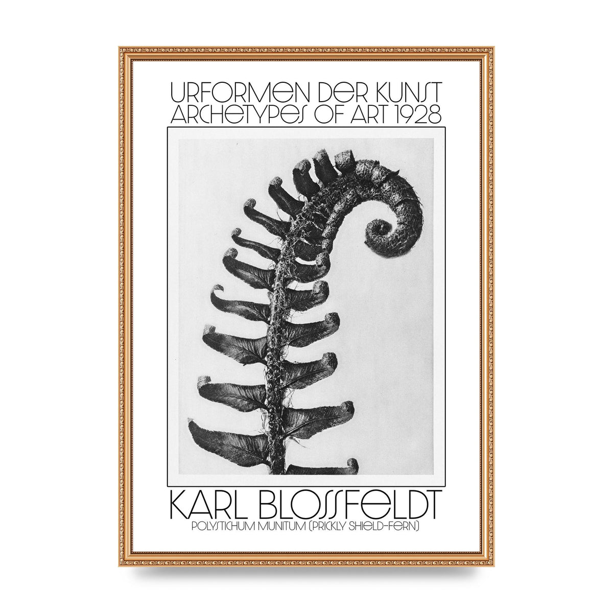 Karl Blossfeldt Urformen Der Kunst 1928 Polystichum Munitum Prickly Shield Fern Art For The Home - A2 framed
