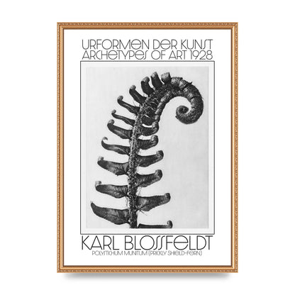 Karl Blossfeldt Urformen Der Kunst 1928 Polystichum Munitum Prickly Shield Fern Art For The Home - A2 framed