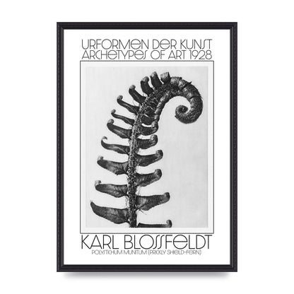 Karl Blossfeldt Urformen Der Kunst 1928 Polystichum Munitum Prickly Shield Fern Art For The Home - A2 framed