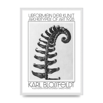 Karl Blossfeldt Urformen Der Kunst 1928 Polystichum Munitum Prickly Shield Fern Art For The Home - A2 framed