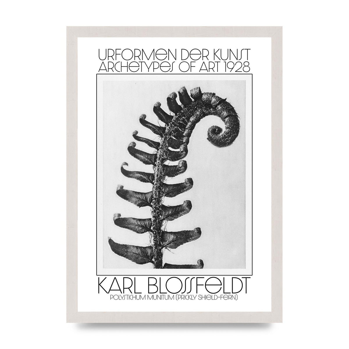 Karl Blossfeldt Urformen Der Kunst 1928 Polystichum Munitum Prickly Shield Fern Art For The Home - A3 framed