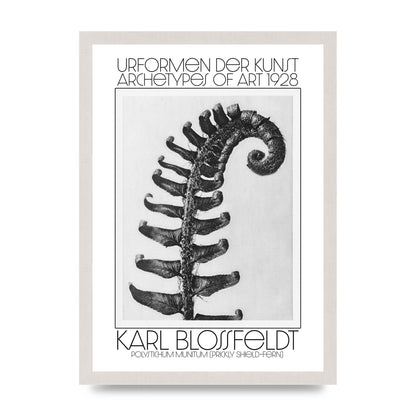 Karl Blossfeldt Urformen Der Kunst 1928 Polystichum Munitum Prickly Shield Fern Art For The Home - A3 framed