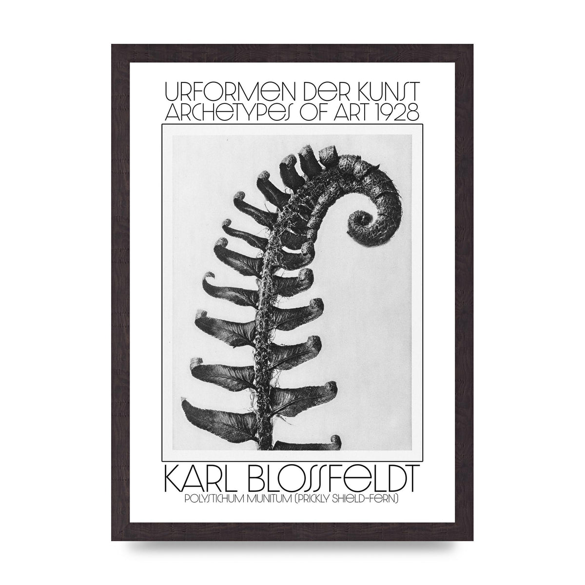 Karl Blossfeldt Urformen Der Kunst 1928 Polystichum Munitum Prickly Shield Fern Art For The Home - A3 framed
