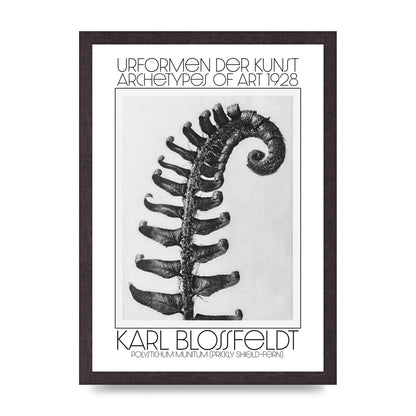 Karl Blossfeldt Urformen Der Kunst 1928 Polystichum Munitum Prickly Shield Fern Art For The Home - A3 framed