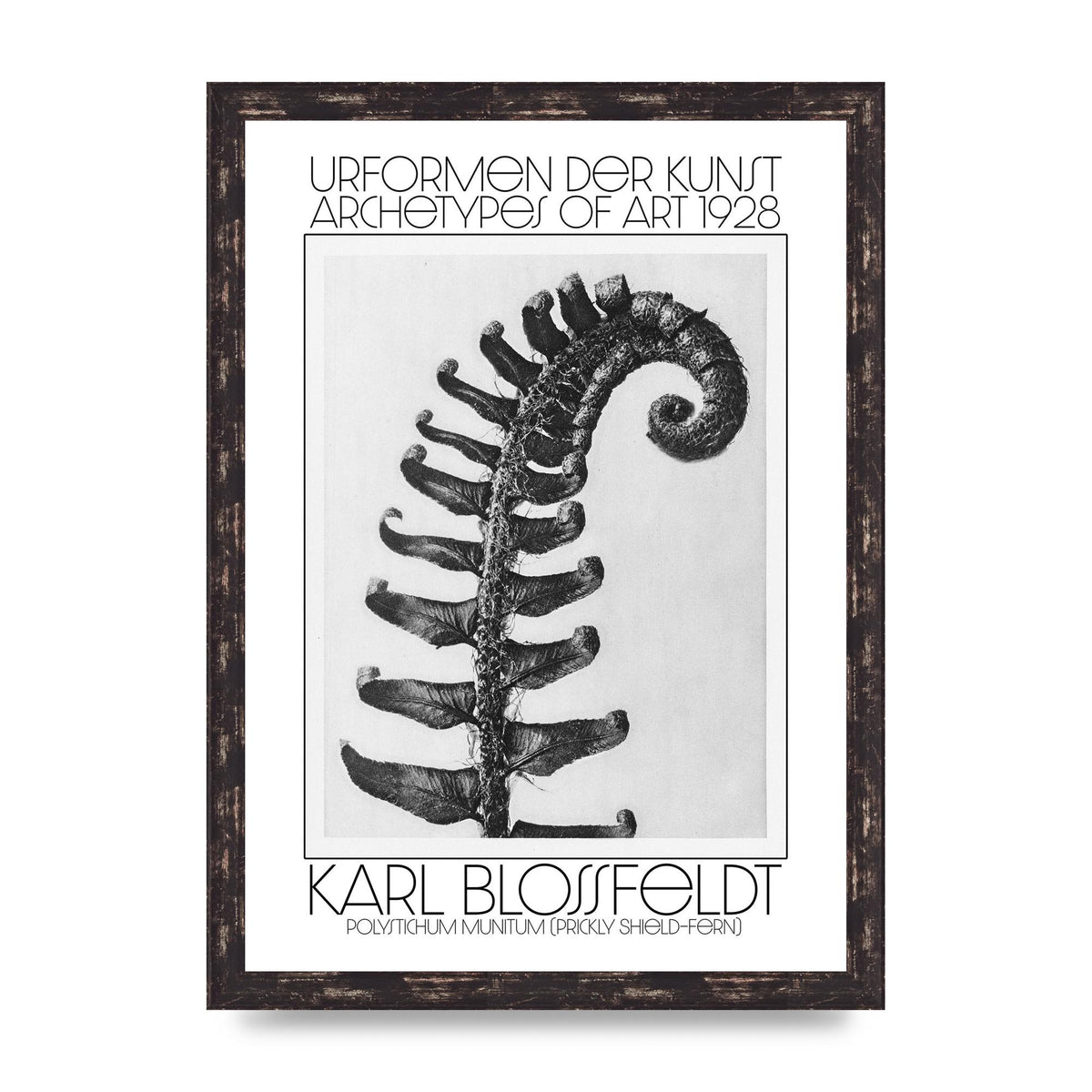 Karl Blossfeldt Urformen Der Kunst 1928 Polystichum Munitum Prickly Shield Fern Art For The Home - A3 framed