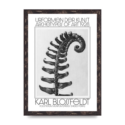 Karl Blossfeldt Urformen Der Kunst 1928 Polystichum Munitum Prickly Shield Fern Art For The Home - A3 framed