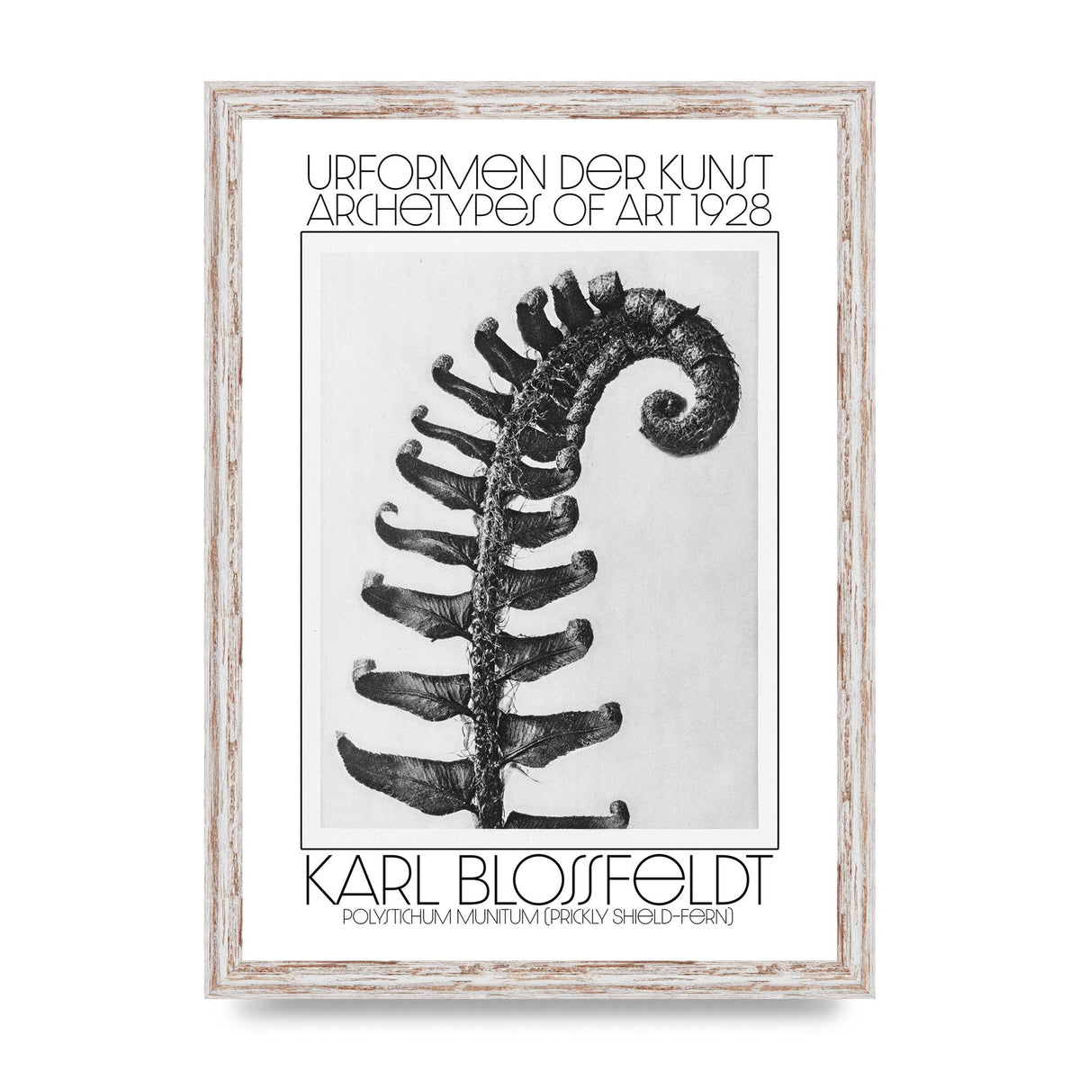 Karl Blossfeldt Urformen Der Kunst 1928 Polystichum Munitum Prickly Shield Fern Art For The Home - A3 framed