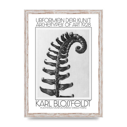 Karl Blossfeldt Urformen Der Kunst 1928 Polystichum Munitum Prickly Shield Fern Art For The Home - A3 framed