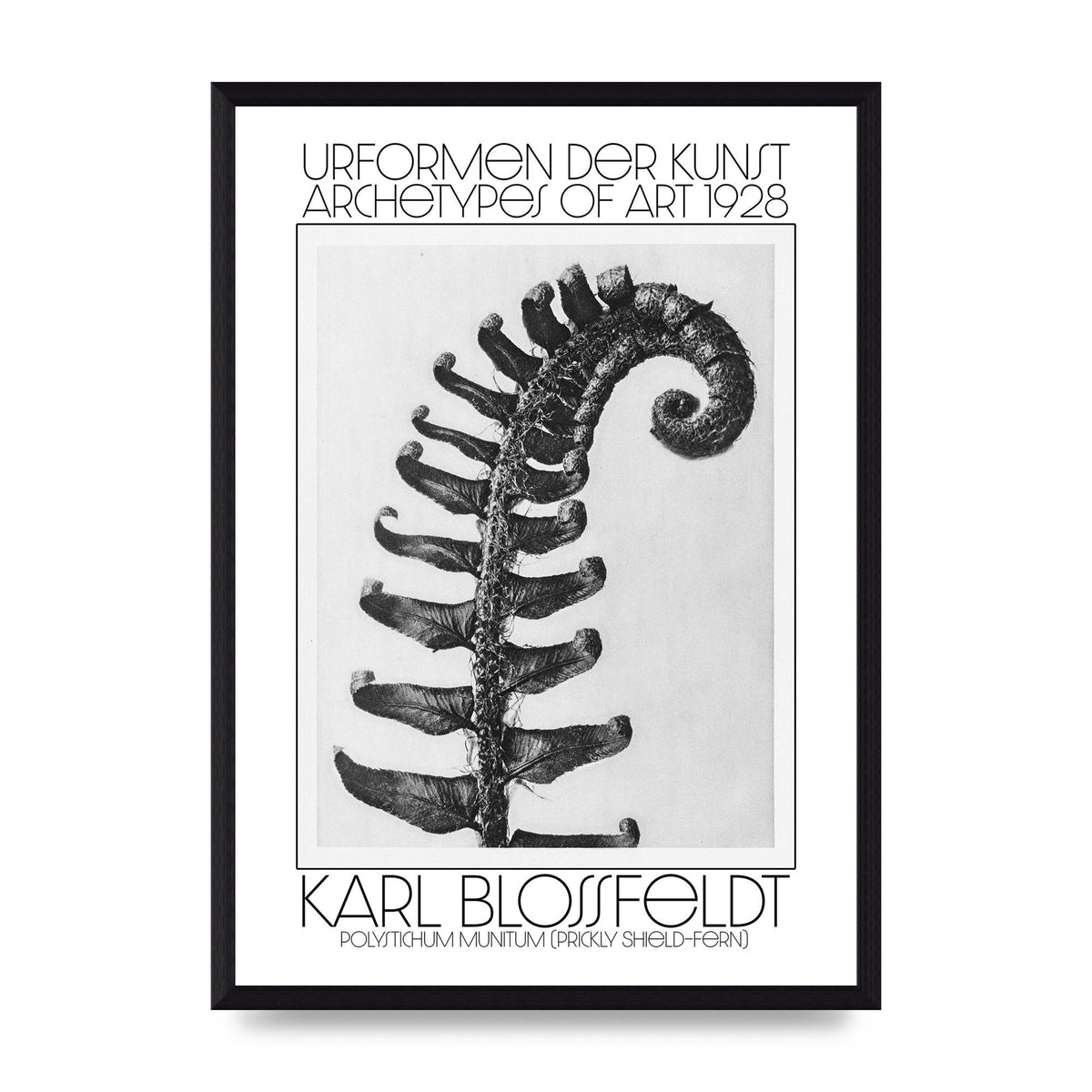 Karl Blossfeldt Urformen Der Kunst 1928 Polystichum Munitum Prickly Shield Fern Art For The Home - A3 framed