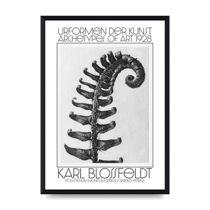 Karl Blossfeldt Urformen Der Kunst 1928 Polystichum Munitum Prickly Shield Fern Art For The Home - A3 framed