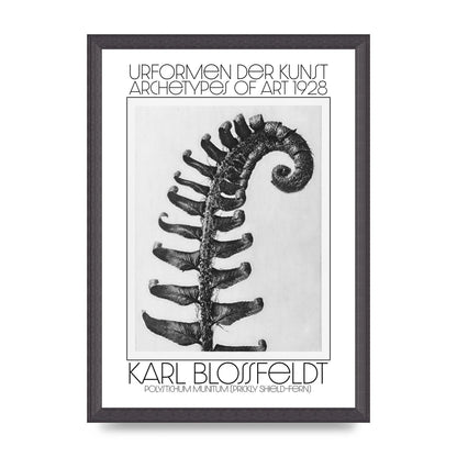 Karl Blossfeldt Urformen Der Kunst 1928 Polystichum Munitum Prickly Shield Fern Art For The Home - A3 framed