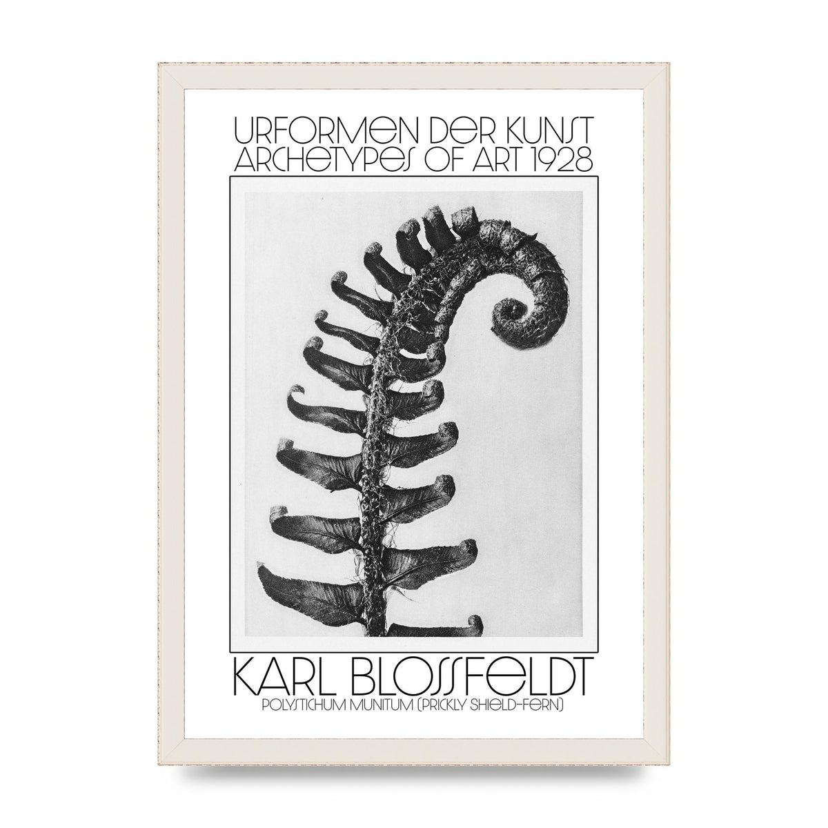 Karl Blossfeldt Urformen Der Kunst 1928 Polystichum Munitum Prickly Shield Fern Art For The Home - A3 framed