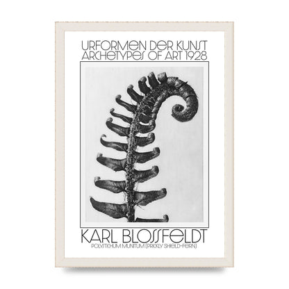 Karl Blossfeldt Urformen Der Kunst 1928 Polystichum Munitum Prickly Shield Fern Art For The Home - A3 framed