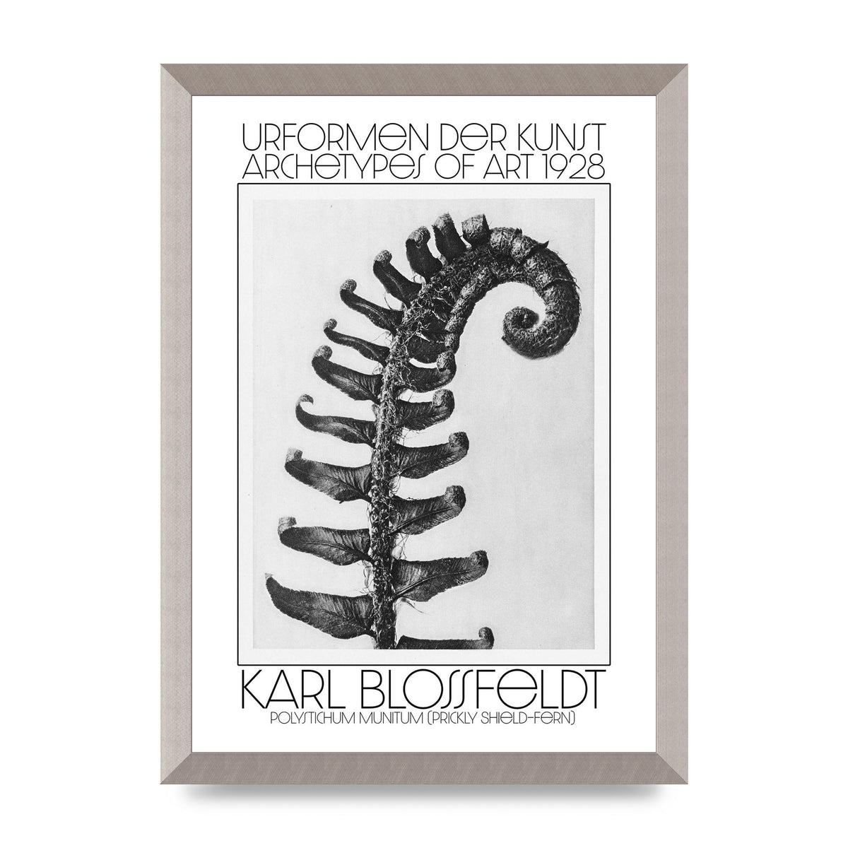 Karl Blossfeldt Urformen Der Kunst 1928 Polystichum Munitum Prickly Shield Fern Art For The Home - A3 framed