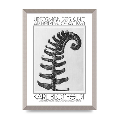 Karl Blossfeldt Urformen Der Kunst 1928 Polystichum Munitum Prickly Shield Fern Art For The Home - A3 framed