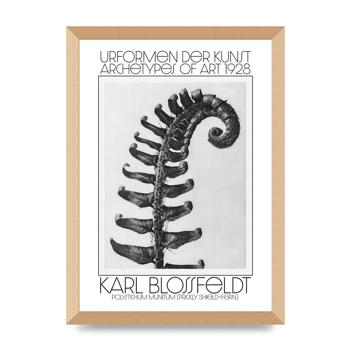 Karl Blossfeldt Urformen Der Kunst 1928 Polystichum Munitum Prickly Shield Fern Art For The Home - A3 framed