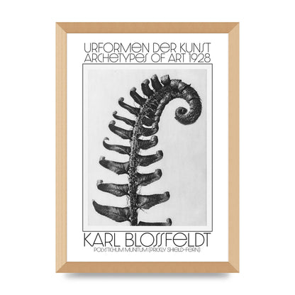 Karl Blossfeldt Urformen Der Kunst 1928 Polystichum Munitum Prickly Shield Fern Art For The Home - A3 framed