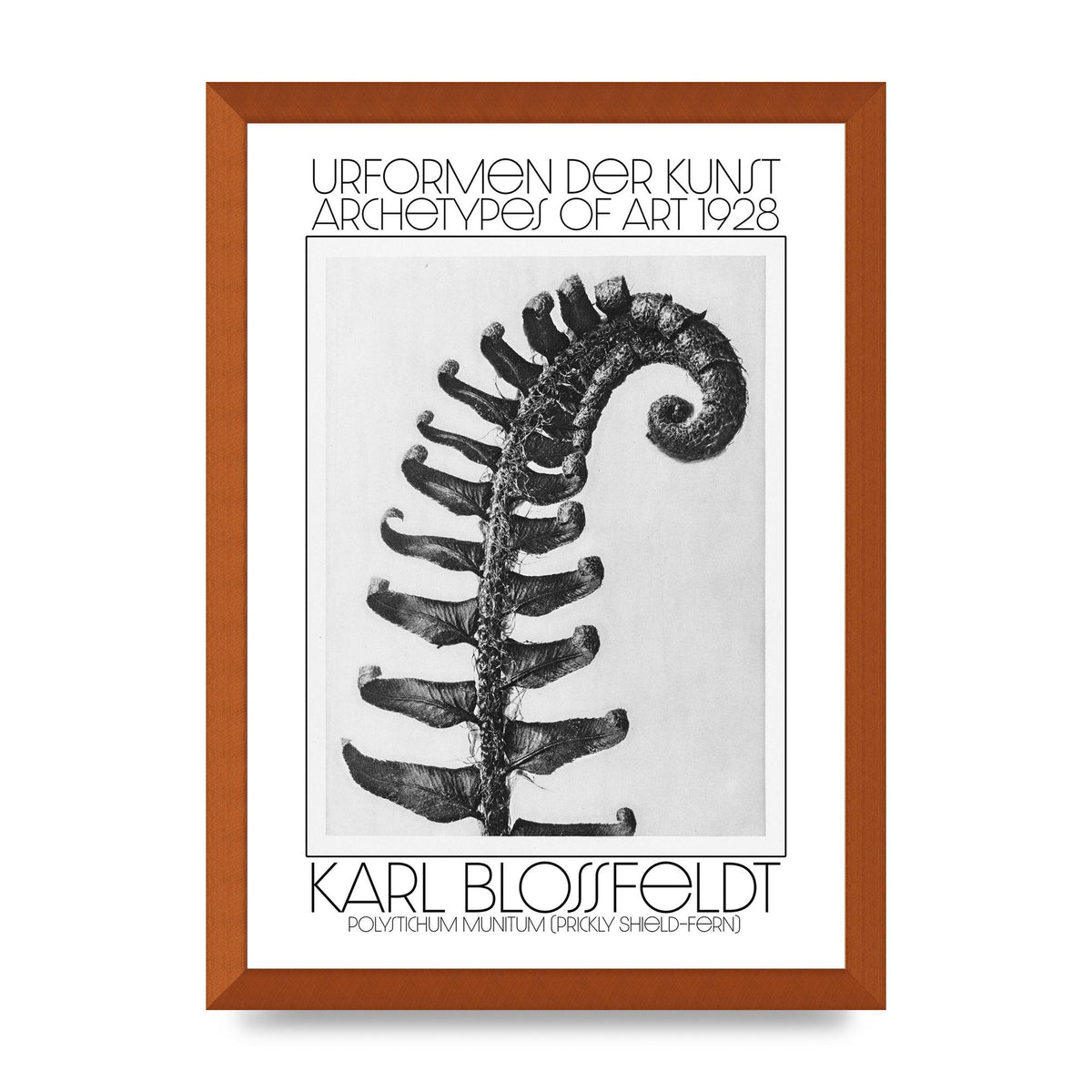 Karl Blossfeldt Urformen Der Kunst 1928 Polystichum Munitum Prickly Shield Fern Art For The Home - A3 framed