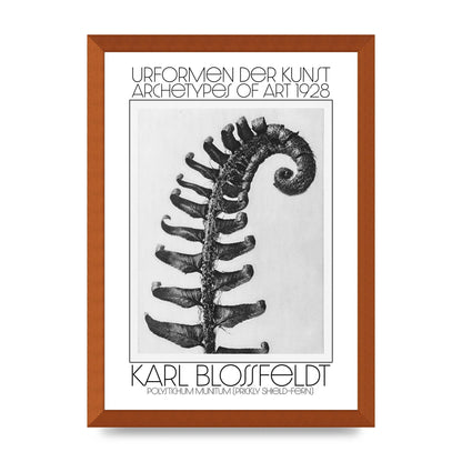 Karl Blossfeldt Urformen Der Kunst 1928 Polystichum Munitum Prickly Shield Fern Art For The Home - A3 framed