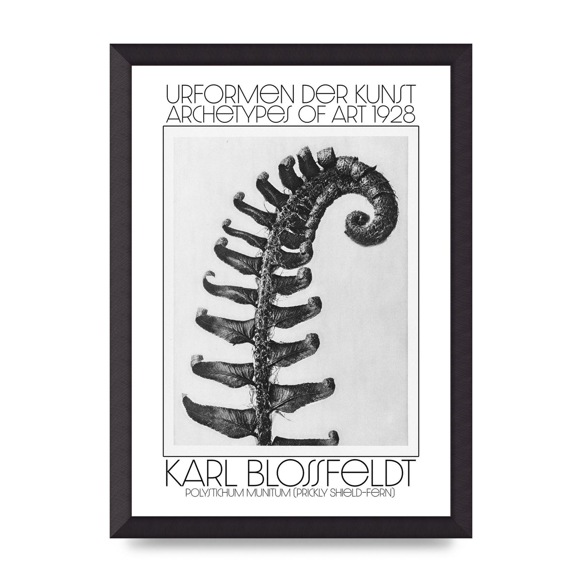 Karl Blossfeldt Urformen Der Kunst 1928 Polystichum Munitum Prickly Shield Fern Art For The Home - A3 framed