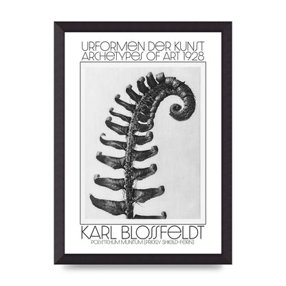 Karl Blossfeldt Urformen Der Kunst 1928 Polystichum Munitum Prickly Shield Fern Art For The Home - A3 framed