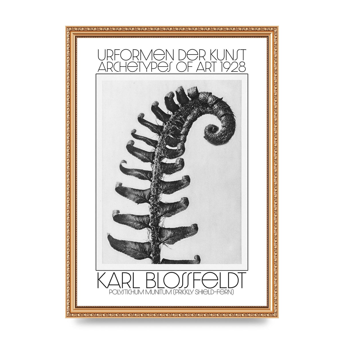 Karl Blossfeldt Urformen Der Kunst 1928 Polystichum Munitum Prickly Shield Fern Art For The Home - A3 framed