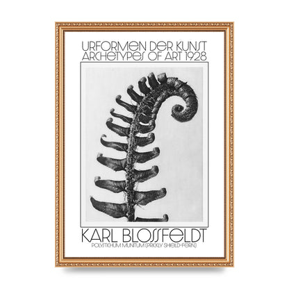 Karl Blossfeldt Urformen Der Kunst 1928 Polystichum Munitum Prickly Shield Fern Art For The Home - A3 framed