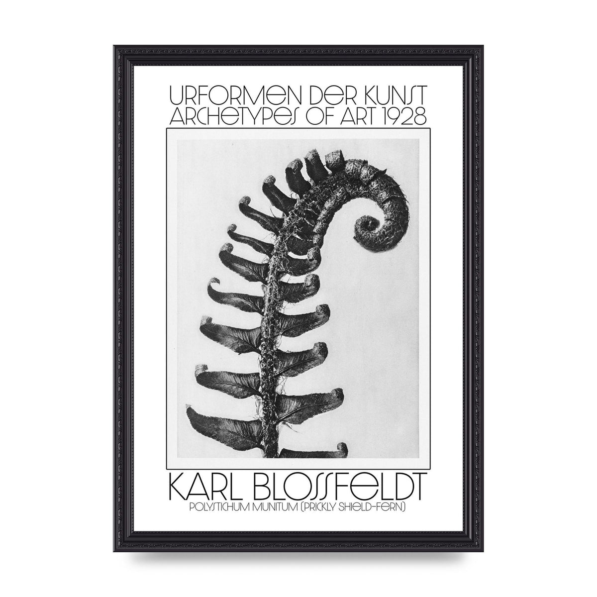 Karl Blossfeldt Urformen Der Kunst 1928 Polystichum Munitum Prickly Shield Fern Art For The Home - A3 framed