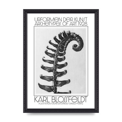 Karl Blossfeldt Urformen Der Kunst 1928 Polystichum Munitum Prickly Shield Fern Art For The Home - A3 framed