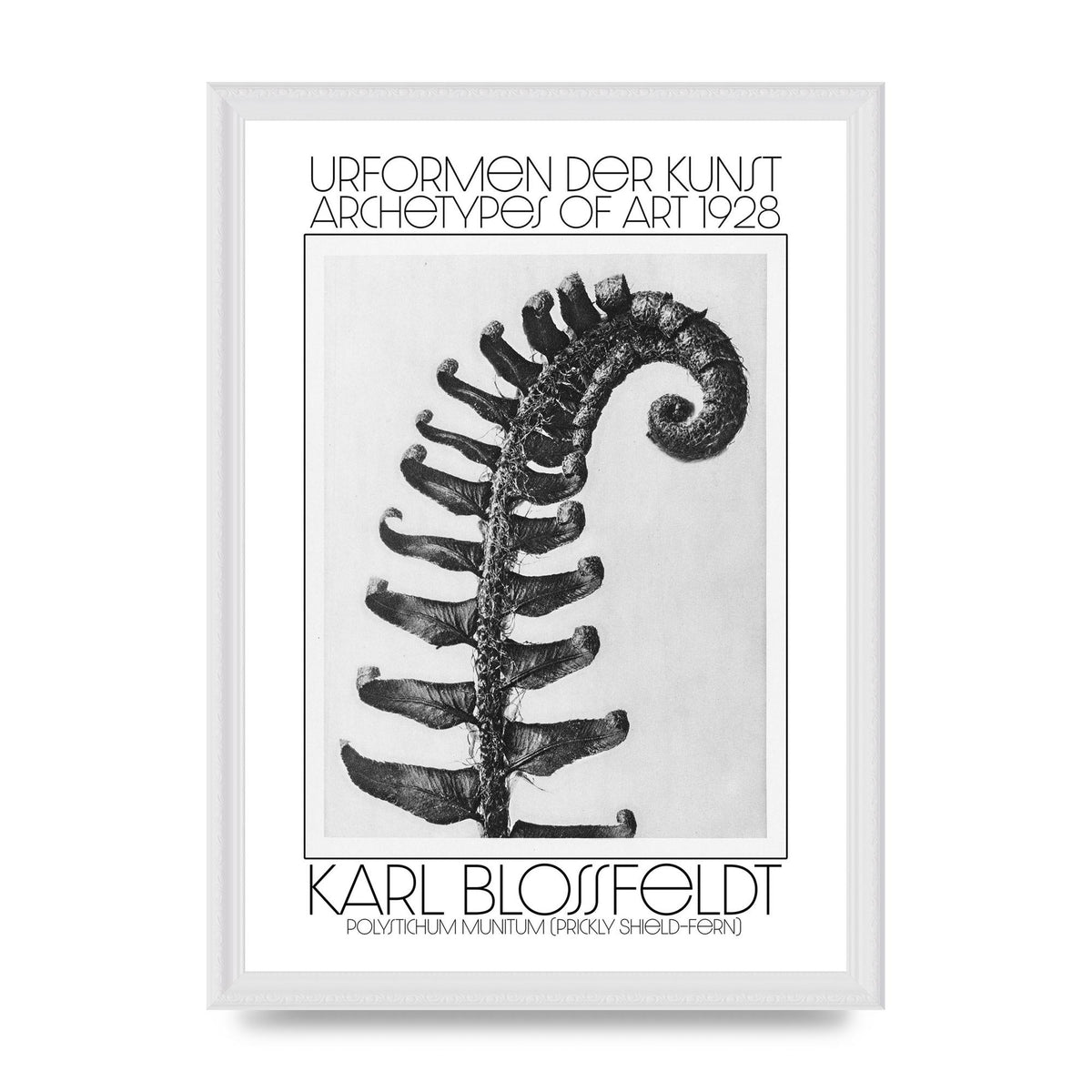 Karl Blossfeldt Urformen Der Kunst 1928 Polystichum Munitum Prickly Shield Fern Art For The Home - A3 framed