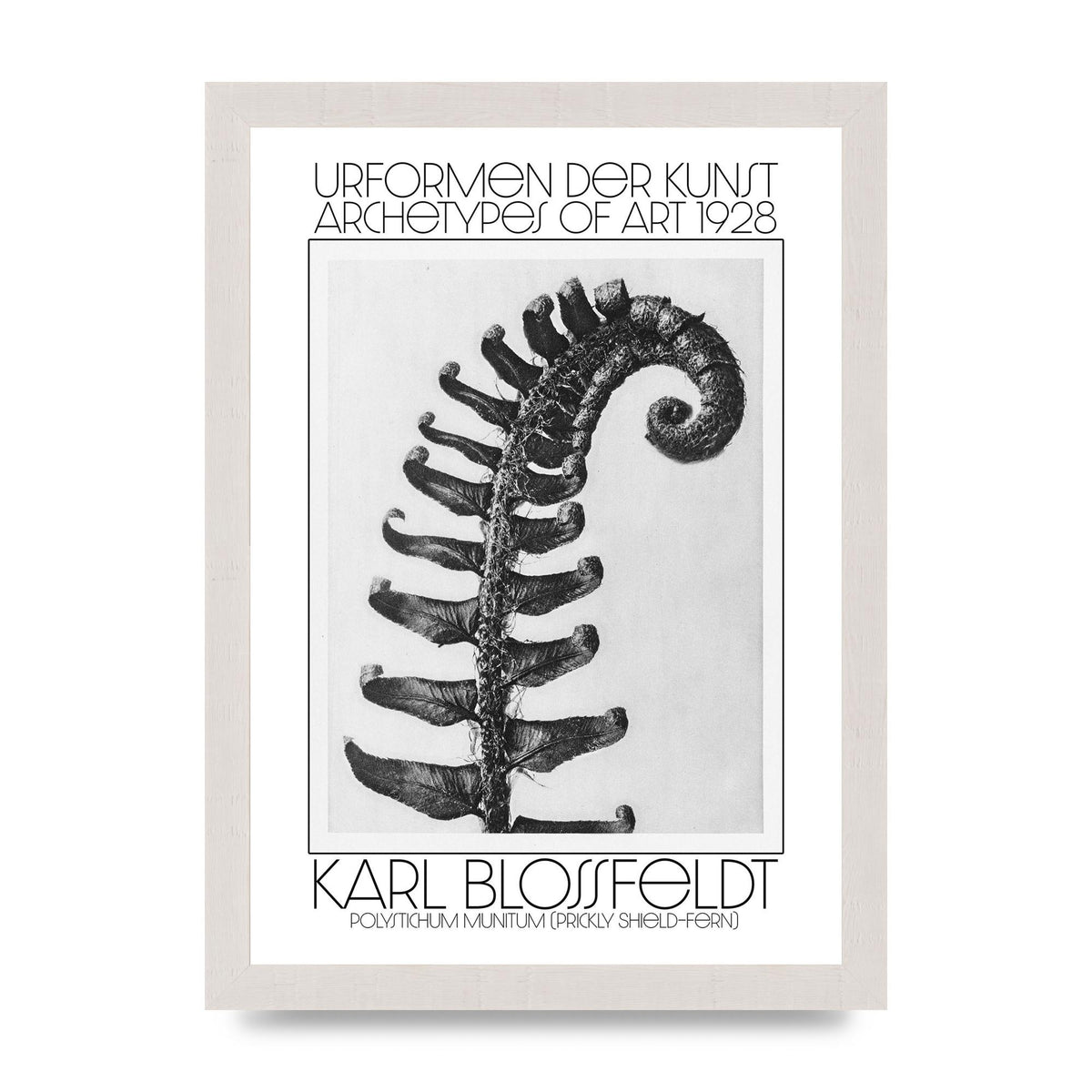 Karl Blossfeldt Urformen Der Kunst 1928 Polystichum Munitum Prickly Shield Fern Art For The Home - A4 framed