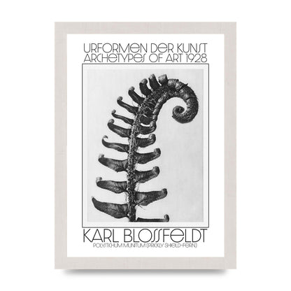 Karl Blossfeldt Urformen Der Kunst 1928 Polystichum Munitum Prickly Shield Fern Art For The Home - A4 framed