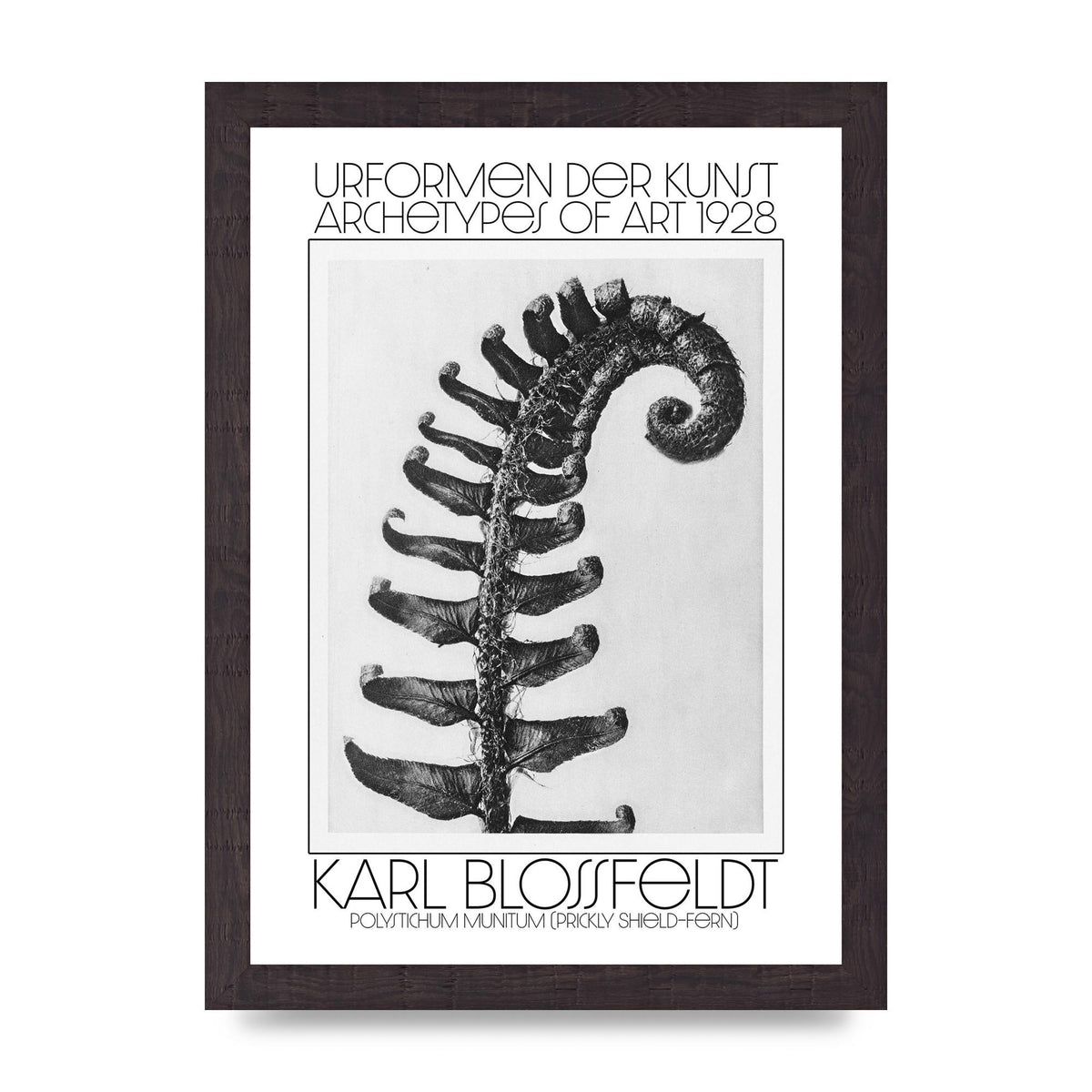 Karl Blossfeldt Urformen Der Kunst 1928 Polystichum Munitum Prickly Shield Fern Art For The Home - A4 framed